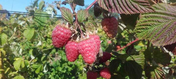 Les Framboises et Fruits Rouges de Calavret SCEA TY CUELLE TOUT